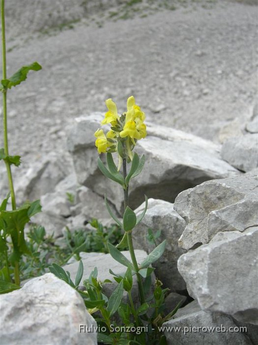 Linaria Bergamasca (2).jpg - Linaria Bergamasca